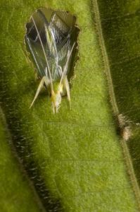 Male tree cricket sings from a baffle