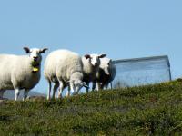 Sheep Grazing in the Low Alpine Communities in Norway