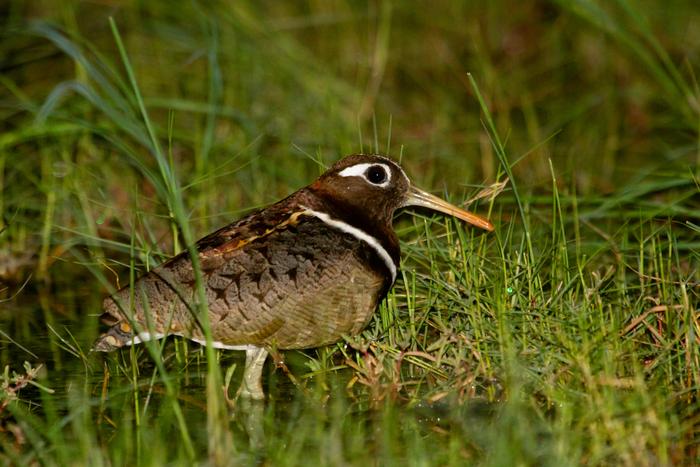 Painted-snipe