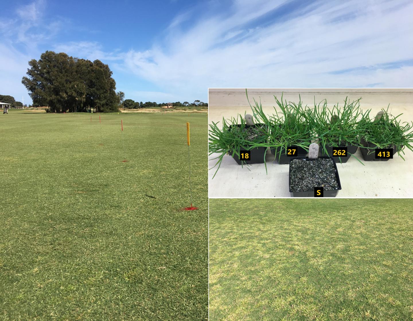 Multiple Herbicide-Resistant Poa Annua from Australia