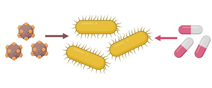 Antibiotics modulate E. coli’s resistance to phages