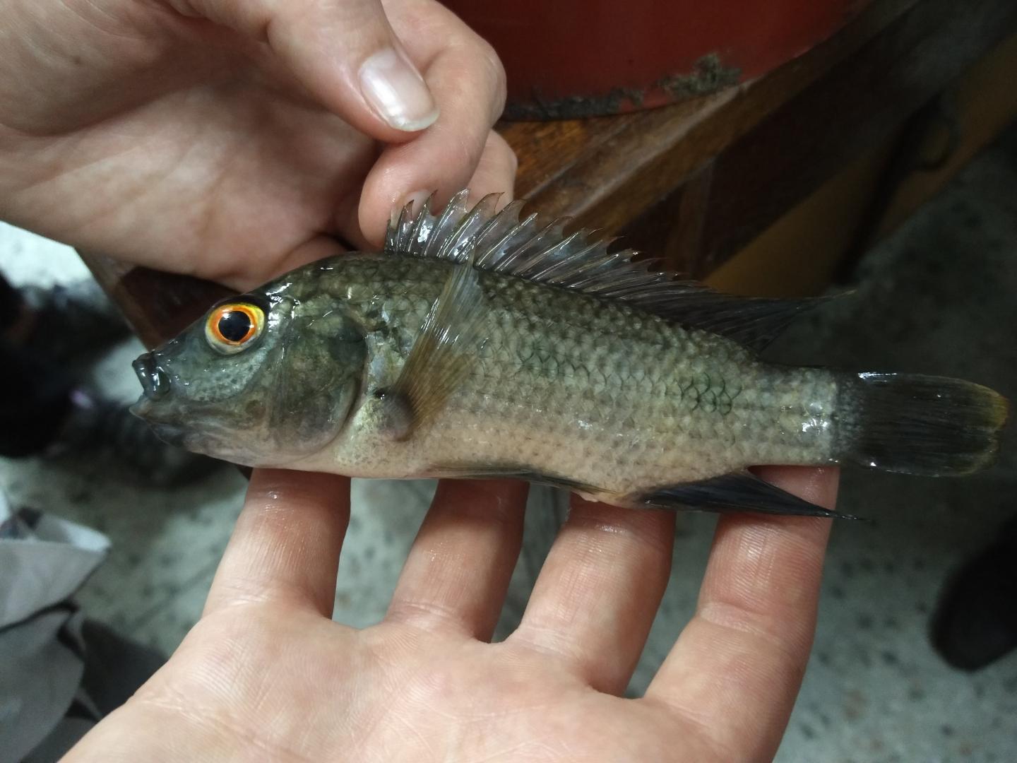 Double Fish Production While Preserving Biodiversity -- Can It Be Done?