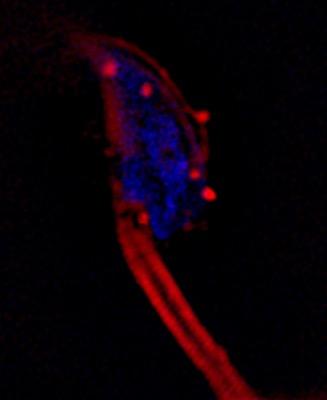 Oviductosomes Fuse with Sperm Head and Midpiece
