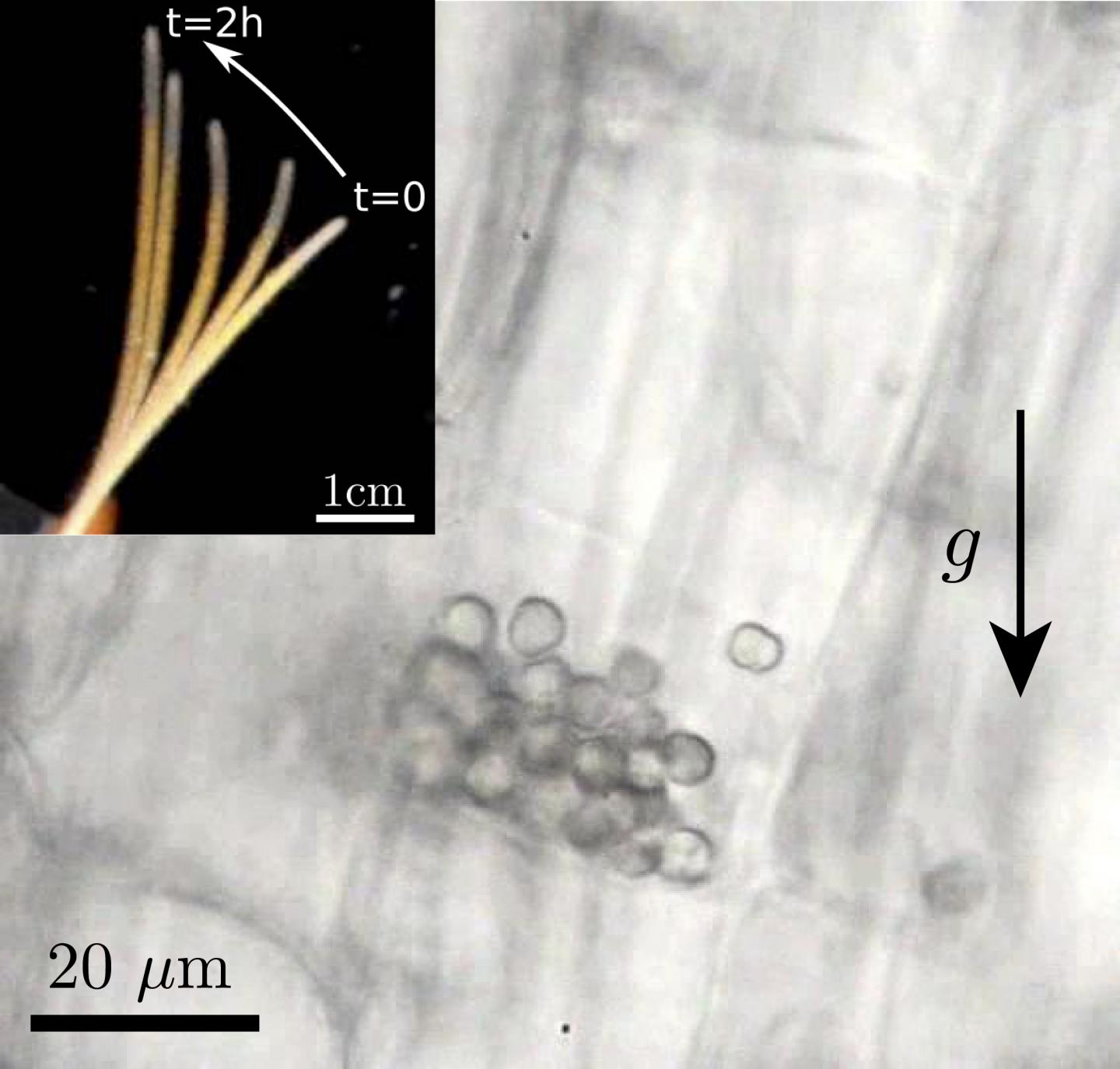 Wheat Coleoptile and Statolithes