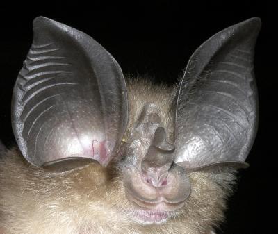 Big-Eared Horseshoe Bat