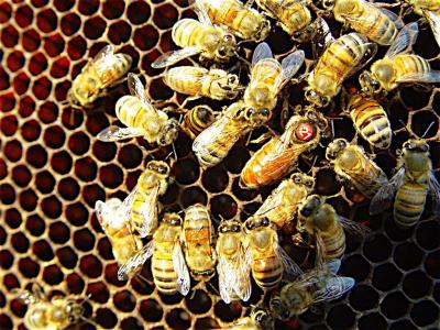 Queen's Mating Habits Affect Bee Colony Health