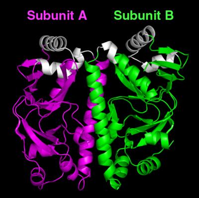 TB cAMP Receptor Protein (Off State)