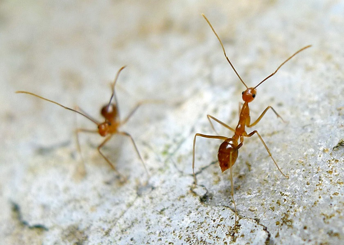 Yellow crazy ants