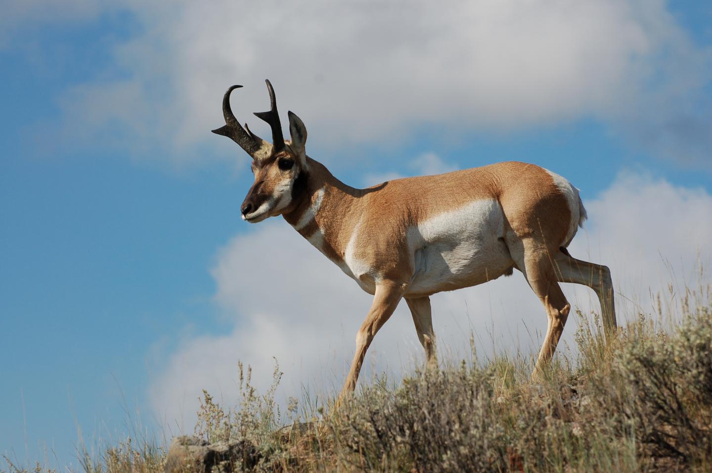 A Pronghorn Buck