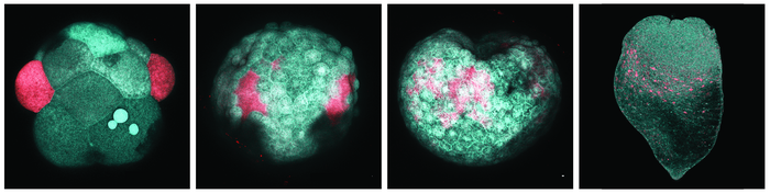 photoconversion_stemcells.jpg