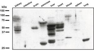 EKODE products in mouse tissues