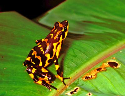 <i>Atelopus varius</i>, a Frog Species Presumed Extinct in Costa Rica but Later Rediscovered