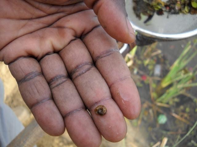 Three Gorges Dam Alters Downstream Schistosomiasis Rates