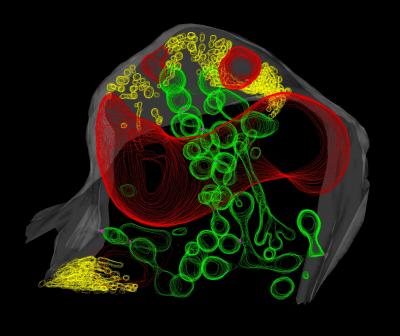 Plant-Fungal Interface