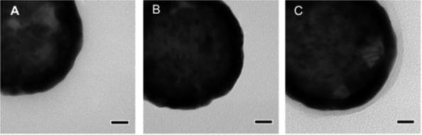 TEM Nanoparticles
