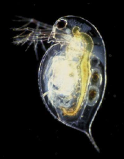 A Daphnia