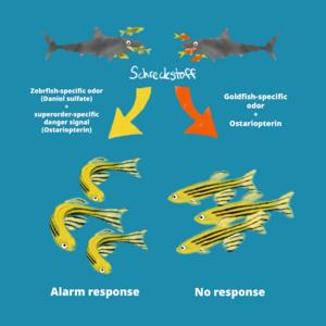 Zebrafish "schreckstoff" identified