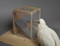 Goffin's Cockatoos Can Create and Manipulate Novel Tools 2