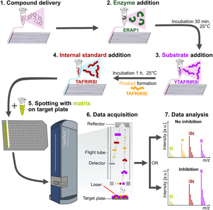 Automated MALDI-TOF MS based high-throughput screening workflow for in vitro enzyme assays
