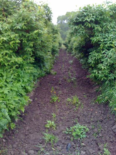 Field of Honeysuckle at Pavlovsk Station