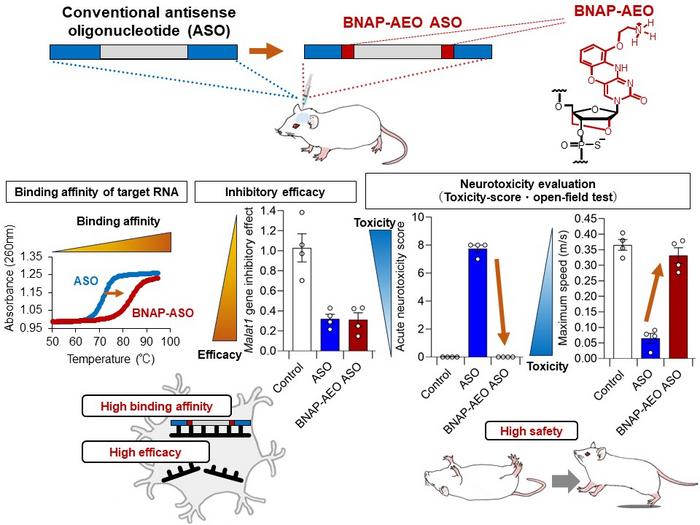 Figure A：The BNAP-AEO ASO enables both high efficacy and safety