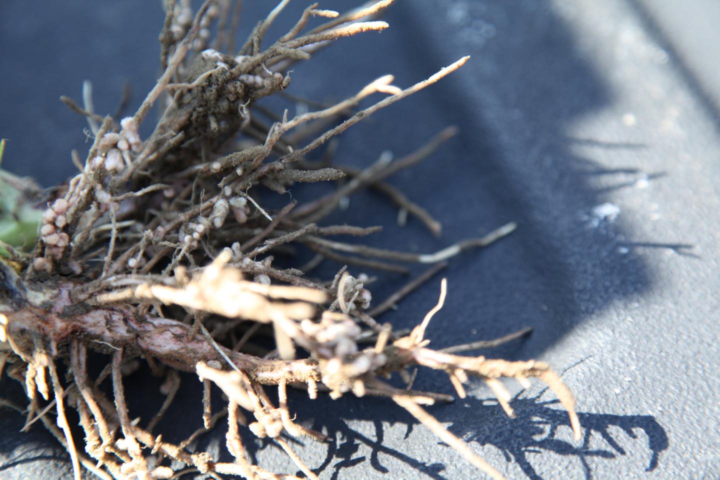 Faba Roots and Nodules