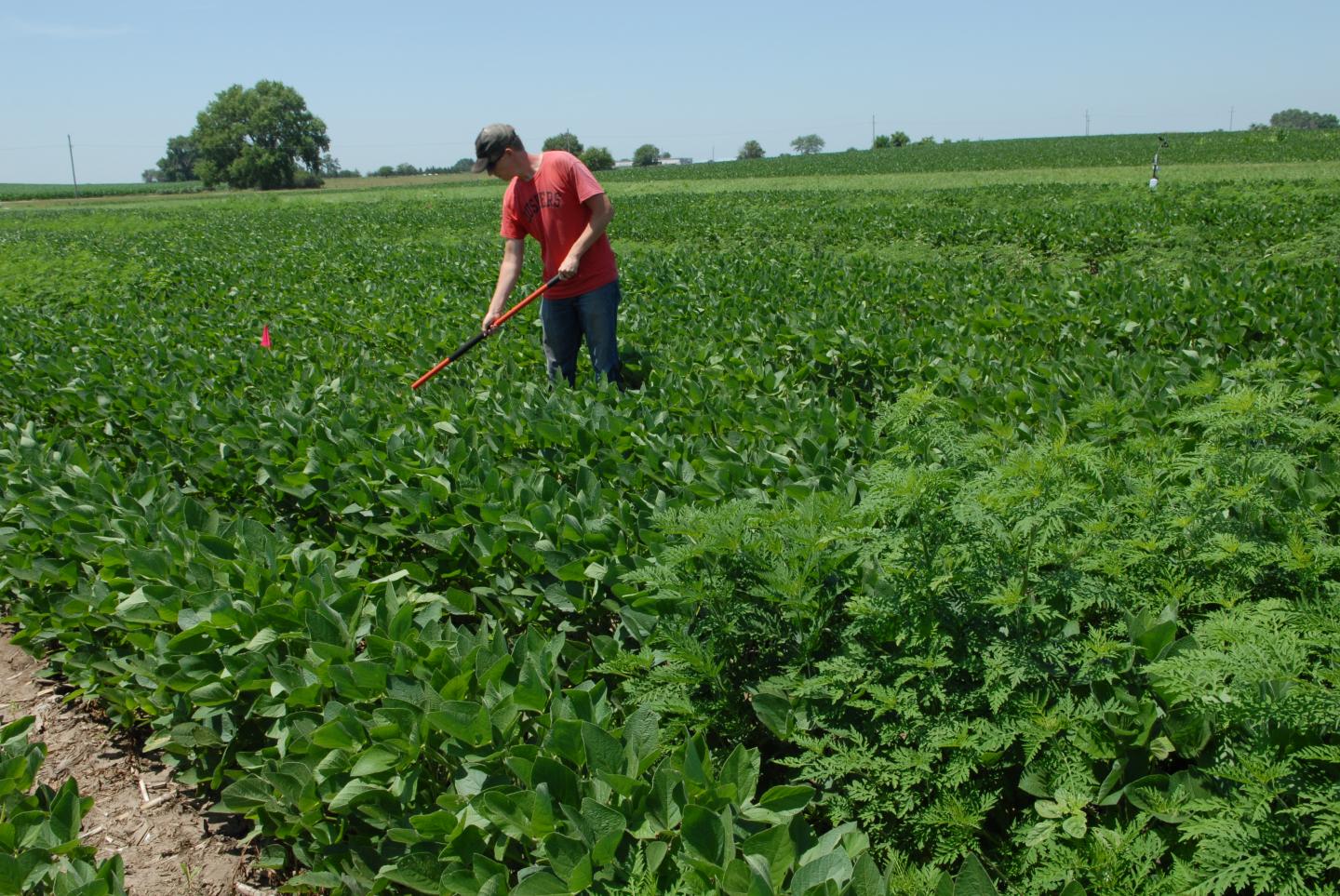 Weeding Soy Row