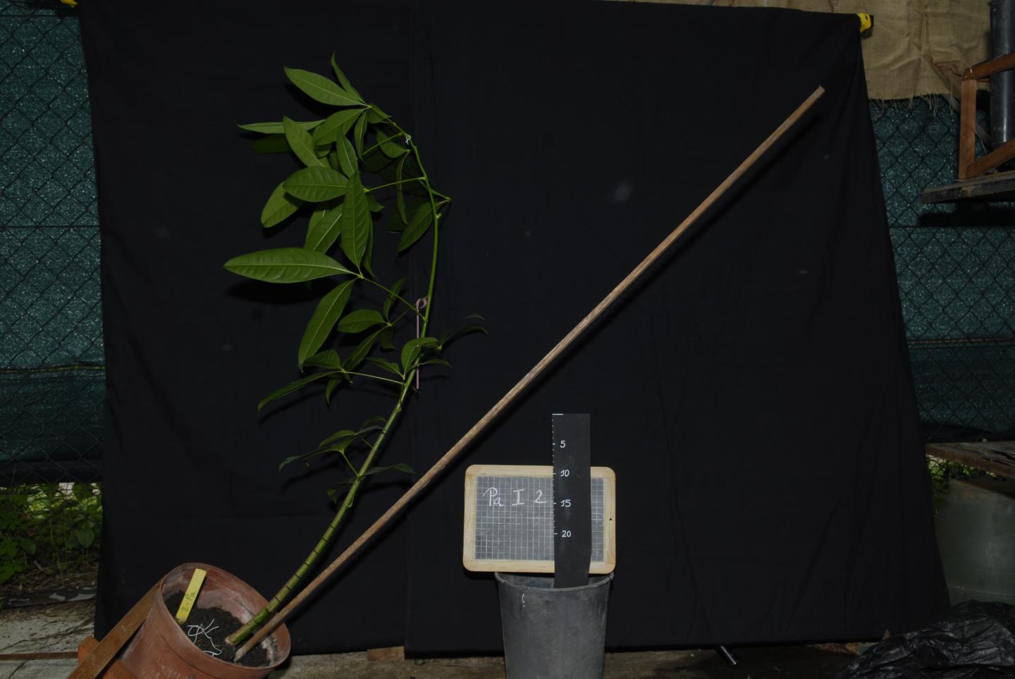 Young Guiana chestnut (<i>Pachira aquatica</i>) Rree