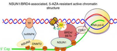 Probing PNA Epigenetics and Chromatin Structures to Predict and Overcome Drug Resistance in Leukemia