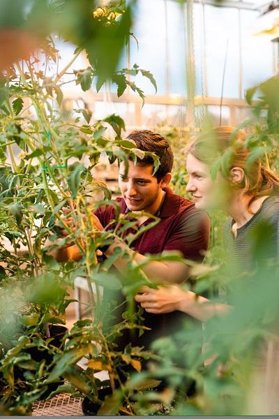 Cornell Scientists and Tomato Plants