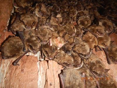 Research Partnership Aims to Improve Bats' Odds of Survival