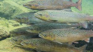 Atlantic salmon