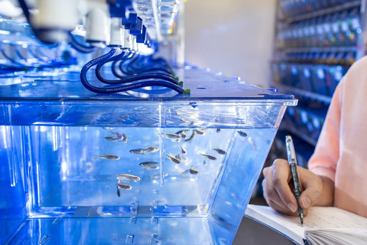 €1.3M Boost for Zebra Fish Research into Spinal Cord Repair