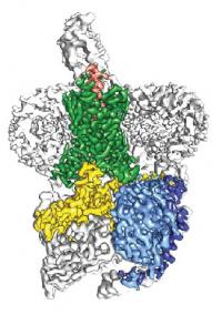 Cryo-EM Structure of LA-PTH-bound Human PTH1R in Complex with Gs