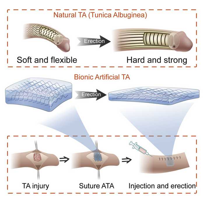 Bionic artificial penile Tunica albuginea