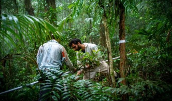 Study proposes changes to simplify legislation on Atlantic Rainforest biome and enhance conservation