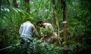 Study proposes changes to simplify legislation on Atlantic Rainforest biome and enhance conservation