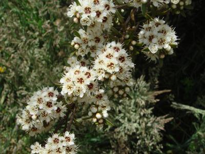 <I>Kunzea robusta</I>