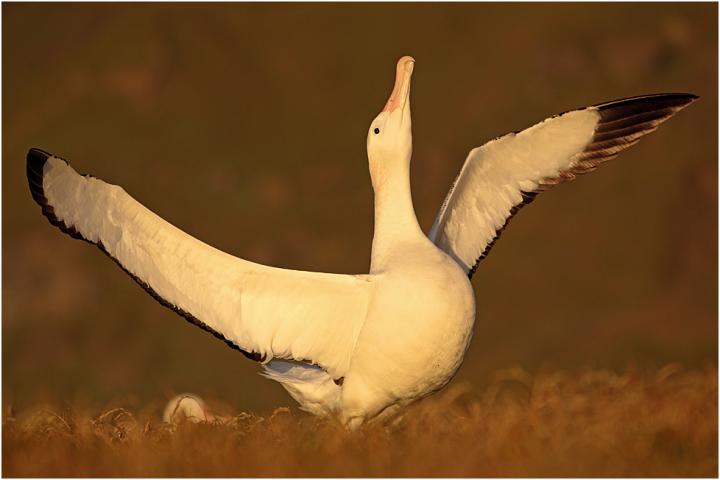 Wandering Albatross