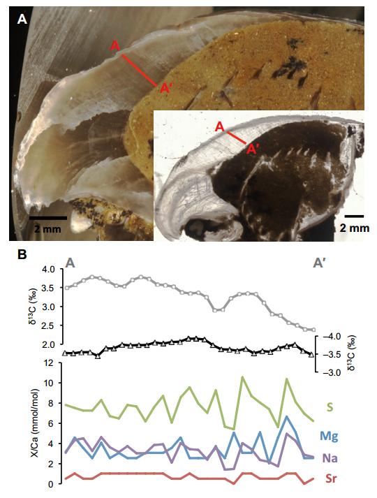 Figure 5 from Roark et al.