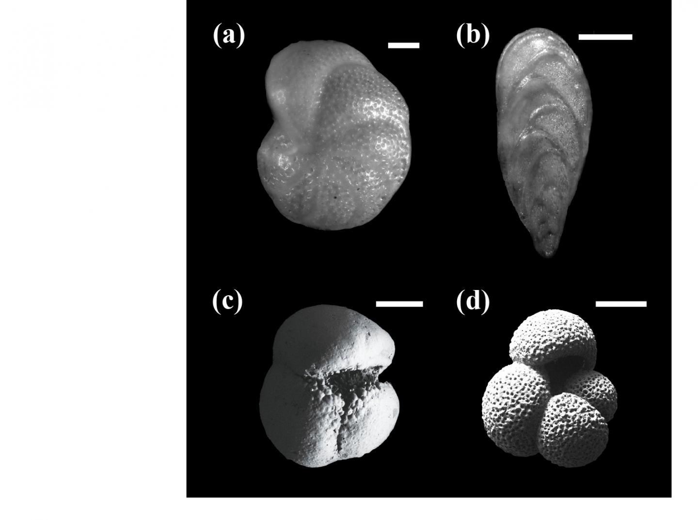 Figure2: Photos of Fossil Foraminifer for Oxygen Isotope Analyses