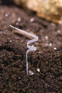 The first 3D-printed biodegradable seed robot, able to change shape in response to humidity