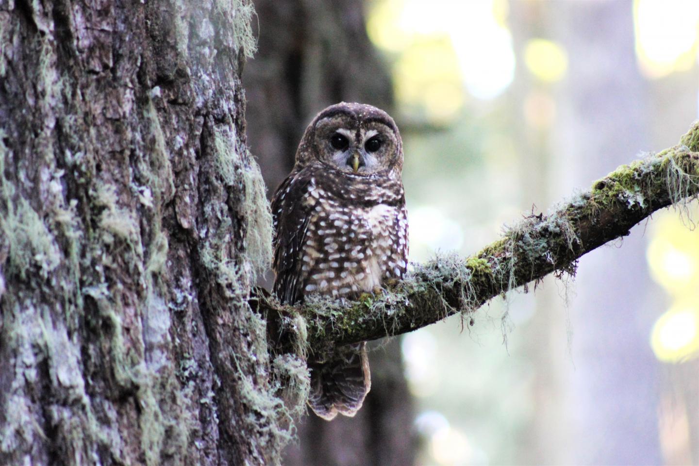 Northern Spotted Owl