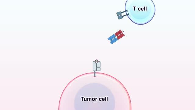 Bispecific antibodies