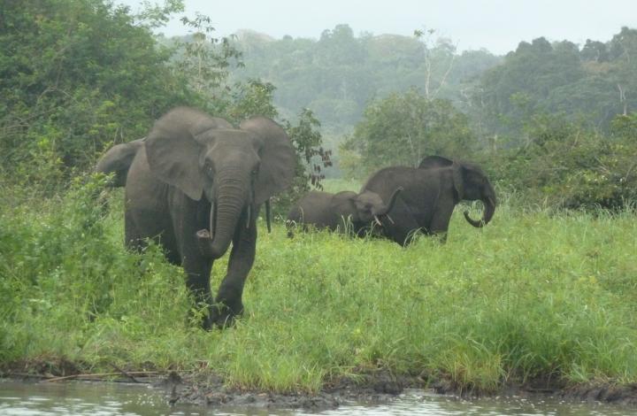 Forest Elephants in Gabon