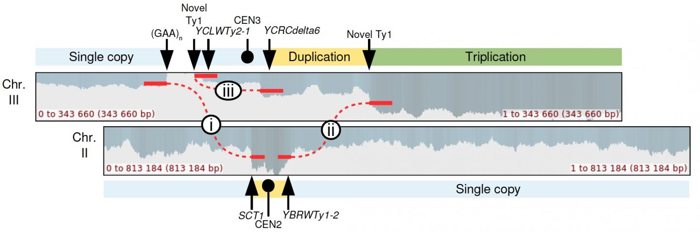 Complex Genomic Rearrangement