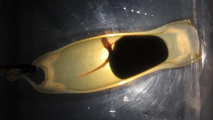 Small-spotted catshark embryo in egg