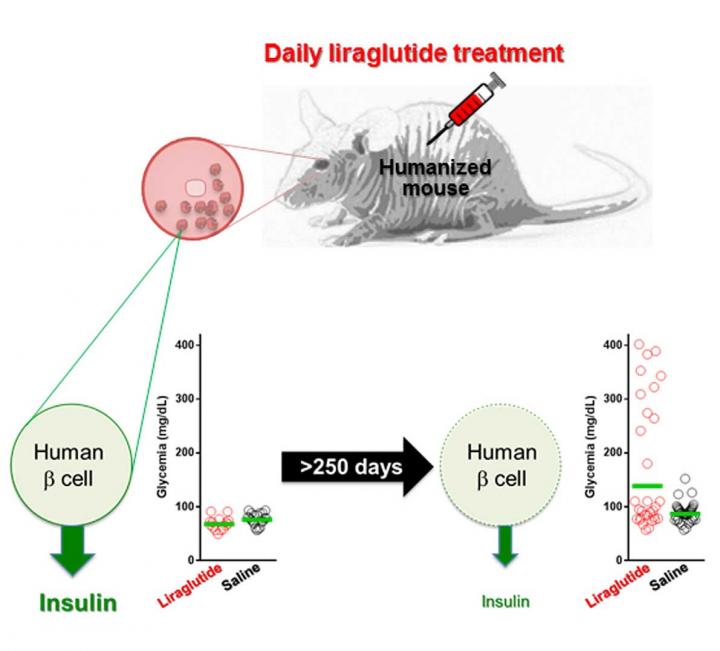 Humanized Mouse Model and Liraglutide