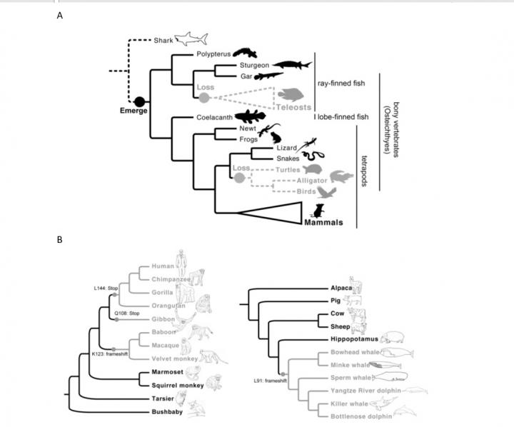 Single Emergence and Two Major Losses of <em>ancV1R</em> Gene during Vertebrate Evolution