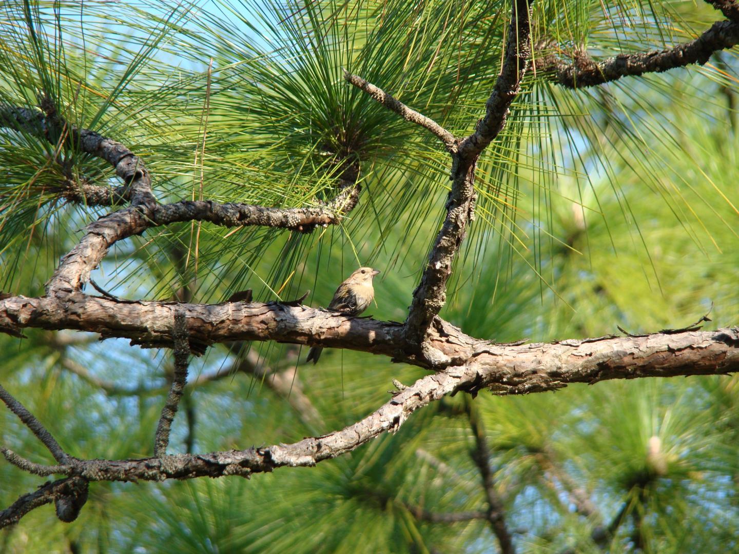 Bachman's Sparrow in Longleaf Pine
